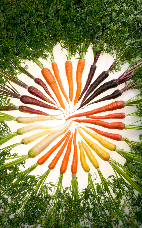 Rainbow carrots in orange, purple, yellow and white with their tops